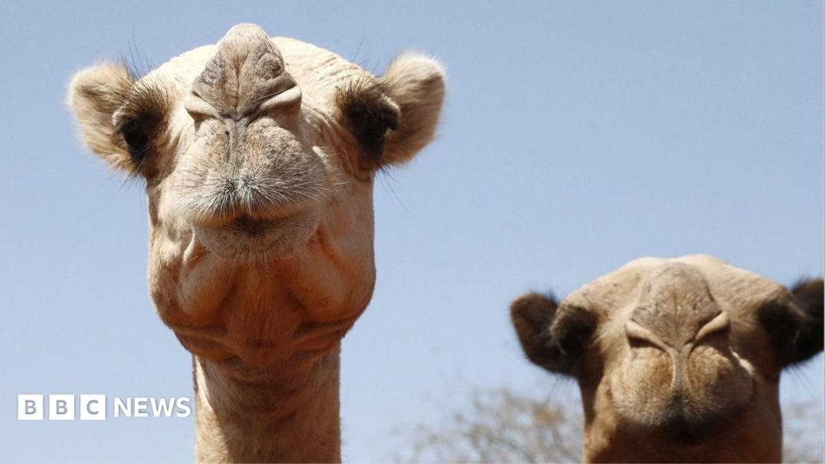 Extreme Heat and Climate Change Threaten Africa's Resilient Camel Populations