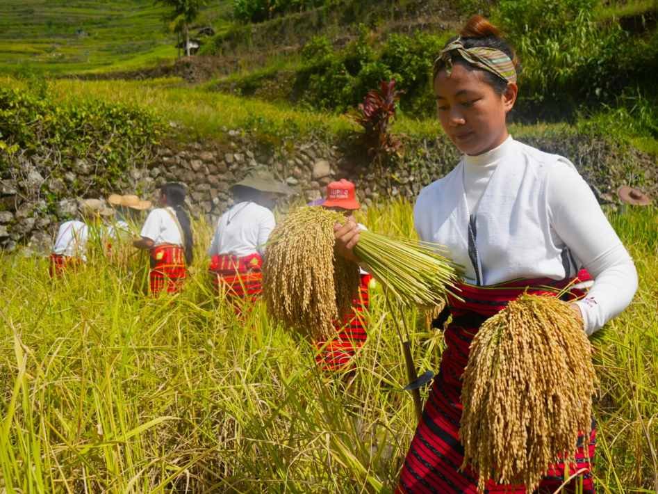 Climate Change and Limited Funding Threaten Philippines' Historic Ifugao Rice Terraces