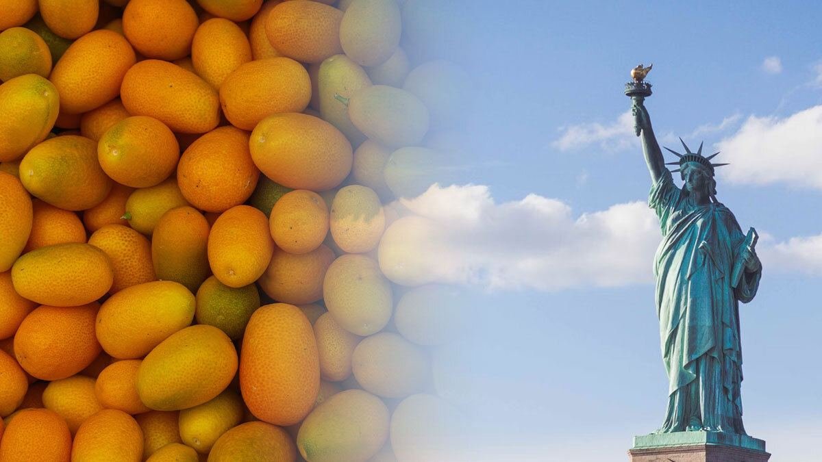 United States Rejects Indian Mango Shipments Worth Over Rs 4.2 Crore Citing Documentation Irregularities