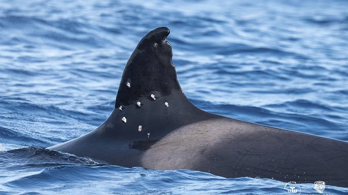 Spain Investigates Suspected Shotgun Attack on Gibraltar Orca Toñi