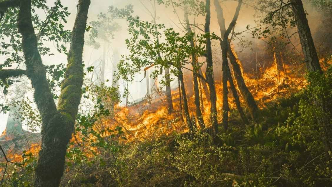 Camp Pendleton Henderson Fire: Evacuations Ordered as Blaze Grows to 150 Acres